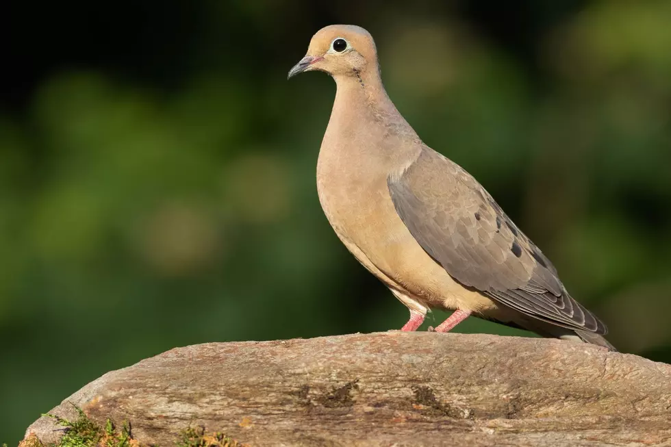 Is Drinking And Dove Hunting Legal In Texas?