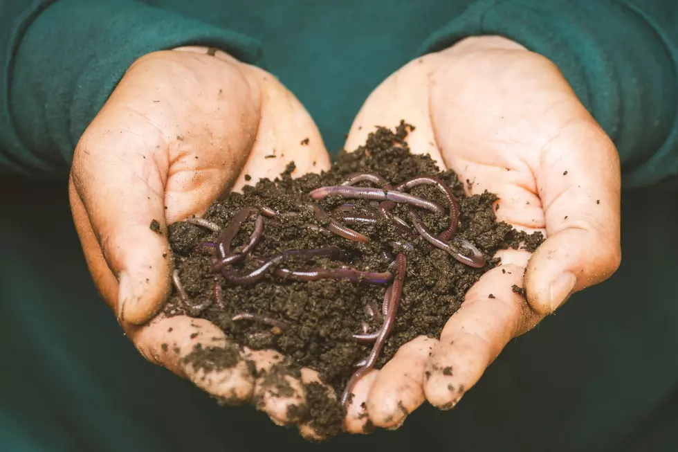 11 Bugs You Can Eat in Texas for Survival