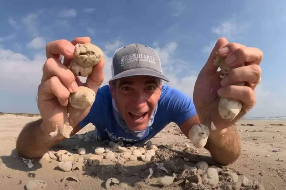 Some Really Cool Sea Creatures Washed Ashore Along the Texas Coast