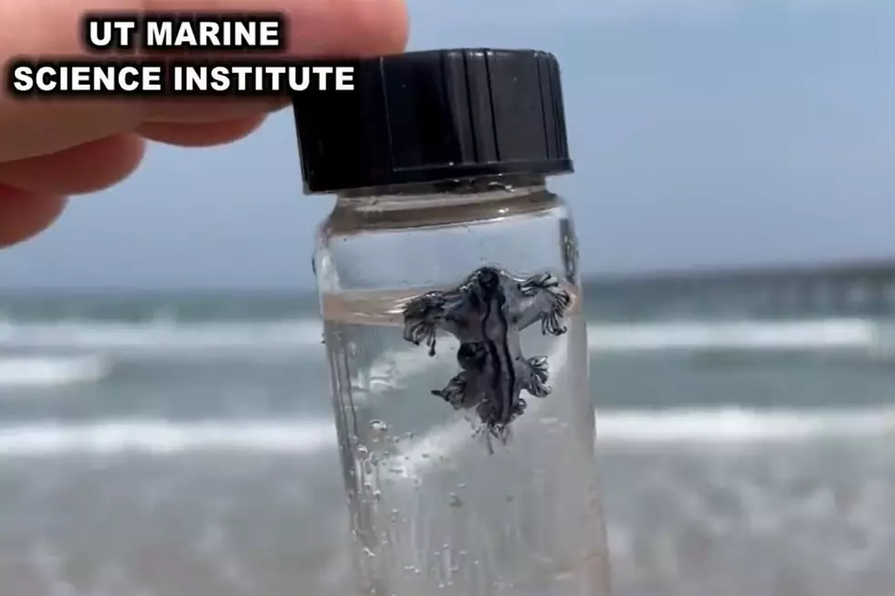 This Beautiful, But Dangerous, Creature is Coming Ashore Along Texas Beaches