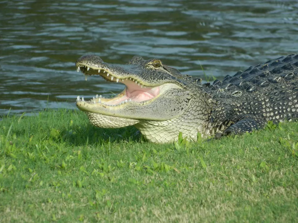 There Has Been an Increase in Alligator Sightings in North Texas Lakes